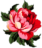Flower - Phul !!!